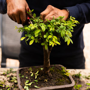 bonsai tree small leaves Chinese Lacebark Elm, Small