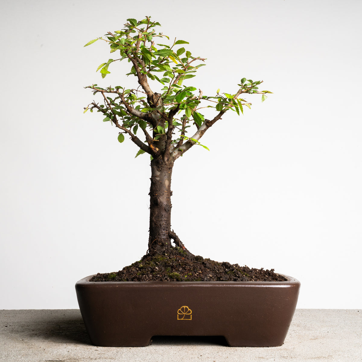 Chinese Lacebark Elm Bonsai Tree | Indoor/Outdoor