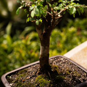 Chinese Lacebark Elm, Small
