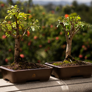 Chinese Lacebark Elm Bonsai Tree | Indoor/Outdoor | Bonsai Heirloom