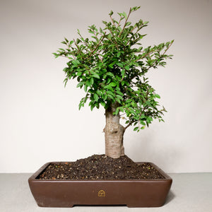 Chinese Lacebark Elm bonsai tree in a 14" Xiying clay pot on a neutral background.