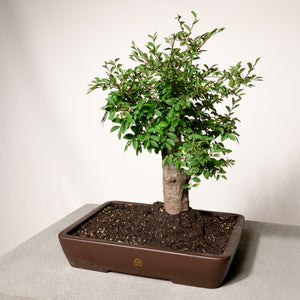 Chinese Lacebark Elm bonsai tree in a 14" Xiying clay pot on a neutral background.