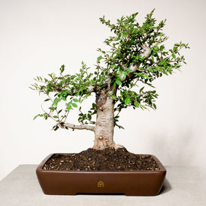 Chinese Lacebark Elm bonsai tree in a 14" Xiying pot on a light gray surface with a white background.