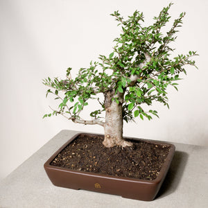 Chinese Lacebark Elm bonsai tree in a 14" Xiying pot on a light gray surface with a white background.
