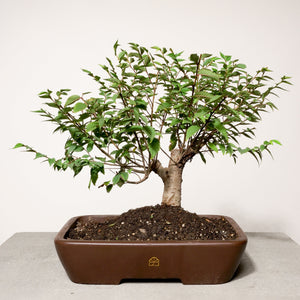 Zelkova bonsai tree in a 12" Xiying pot on a light gray surface with a white background.
