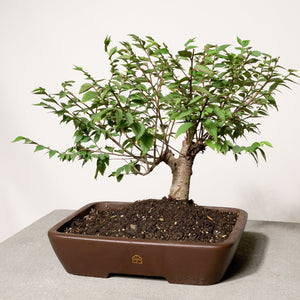 Zelkova bonsai tree in a 12" Xiying pot on a light gray surface with a white background.