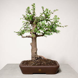 Chinese Lacebark Elm bonsai tree in a 12" Xiying pot on a light gray surface with a white background.