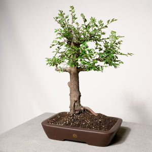 Chinese Lacebark Elm bonsai tree in a 12" Xiying pot on a light gray surface with a white background.