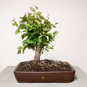 Zelkova bonsai tree in a 14" Xiying pot on a light gray surface with a white background.