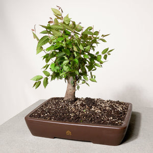 Zelkova bonsai tree in a 14" Xiying pot on a light gray surface with a white background.