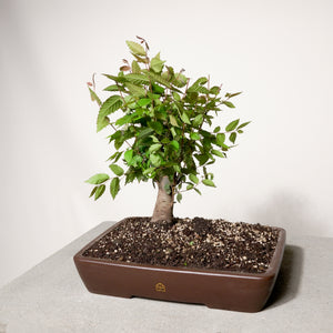 YiXing Bonsai Pots (14")