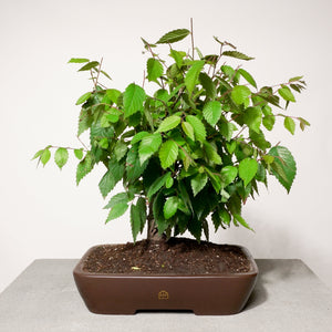 Zelkova bonsai tree in a 10" Xiying pot on a light gray surface with a white background.