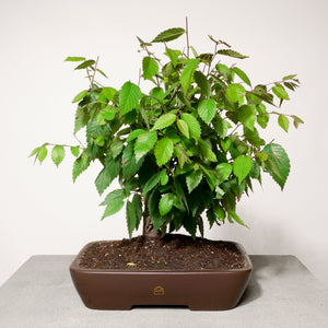 Zelkova bonsai tree in a brown pot on a light gray surface with a white background