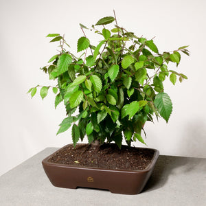 Zelkova bonsai tree in a brown pot on a light gray surface with a white background