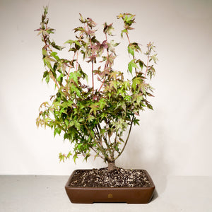 Japanese Maple bonsai tree in a 14" Xiying pot on a light gray surface with a white background.