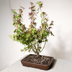 Japanese Maple bonsai tree in a 14" Xiying pot on a light gray surface with a white background.