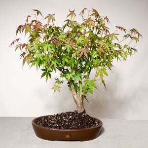 Japanese Maple bonsai tree in a 12" Xiying pot on a light gray surface with a white background.