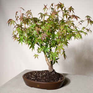 Japanese Maple bonsai tree in a 12" Xiying pot on a light gray surface with a white background.