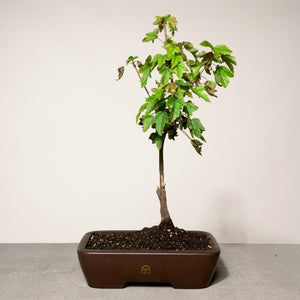 Trident Maple bonsai tree in a 10" Xiying pot on a light gray surface with a white background.