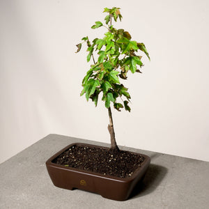 Trident Maple bonsai tree in a 10" Xiying pot on a light gray surface with a white background.