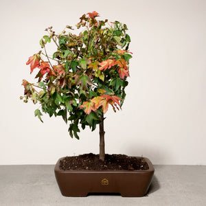 Trident Maple bonsai tree in a 10" Xiying pot on a light gray surface with a white background.