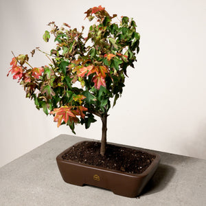Trident Maple bonsai tree in a 10" Xiying pot on a light gray surface with a white background.