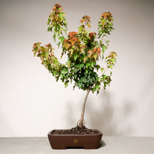 Trident Maple bonsai tree in a 10" Xiying pot on a light gray surface with a white background.