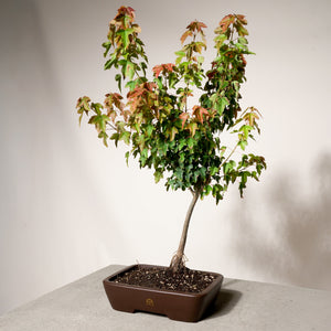 Trident Maple bonsai tree in a 10" Xiying pot on a light gray surface with a white background.