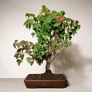 Trident maple bonsai tree in a 14" Xiying clay pot on a neutral background.