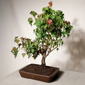 Trident maple bonsai tree in a 14" Xiying clay pot on a neutral background.
