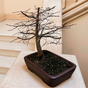 Korean Hornbeam, Small