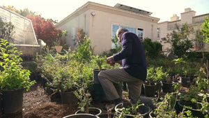 Start Your Bonsai Journey with Bonsai Heirloom