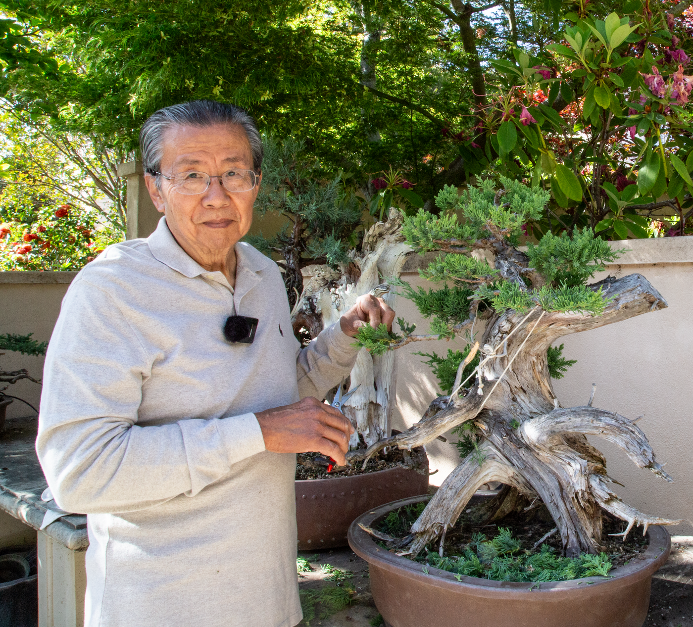 Milton working on a juniper bonsai in the Pescadero nursery