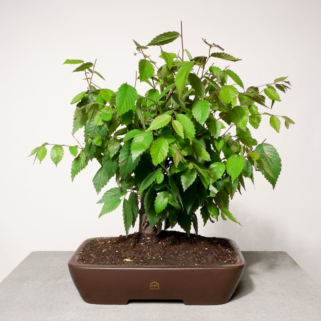 Zelkova bonsai tree in a brown pot on a light gray surface with a white background